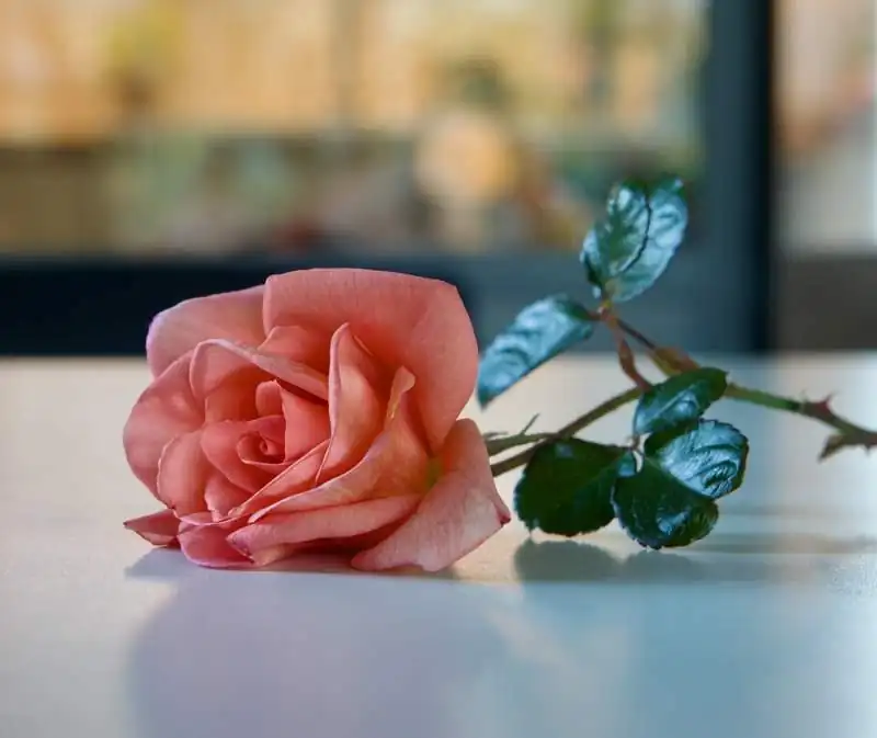 A single rose resting in soft light