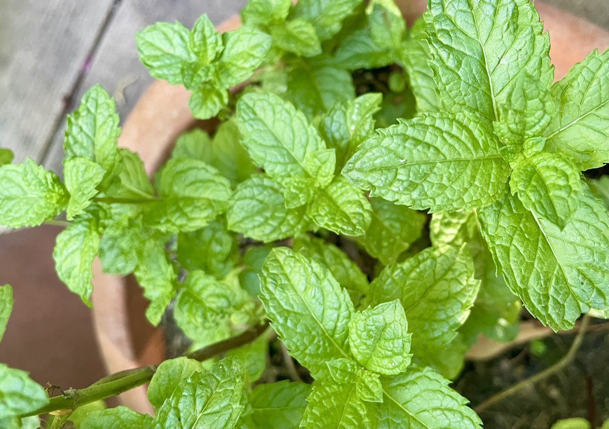 Peppermint
