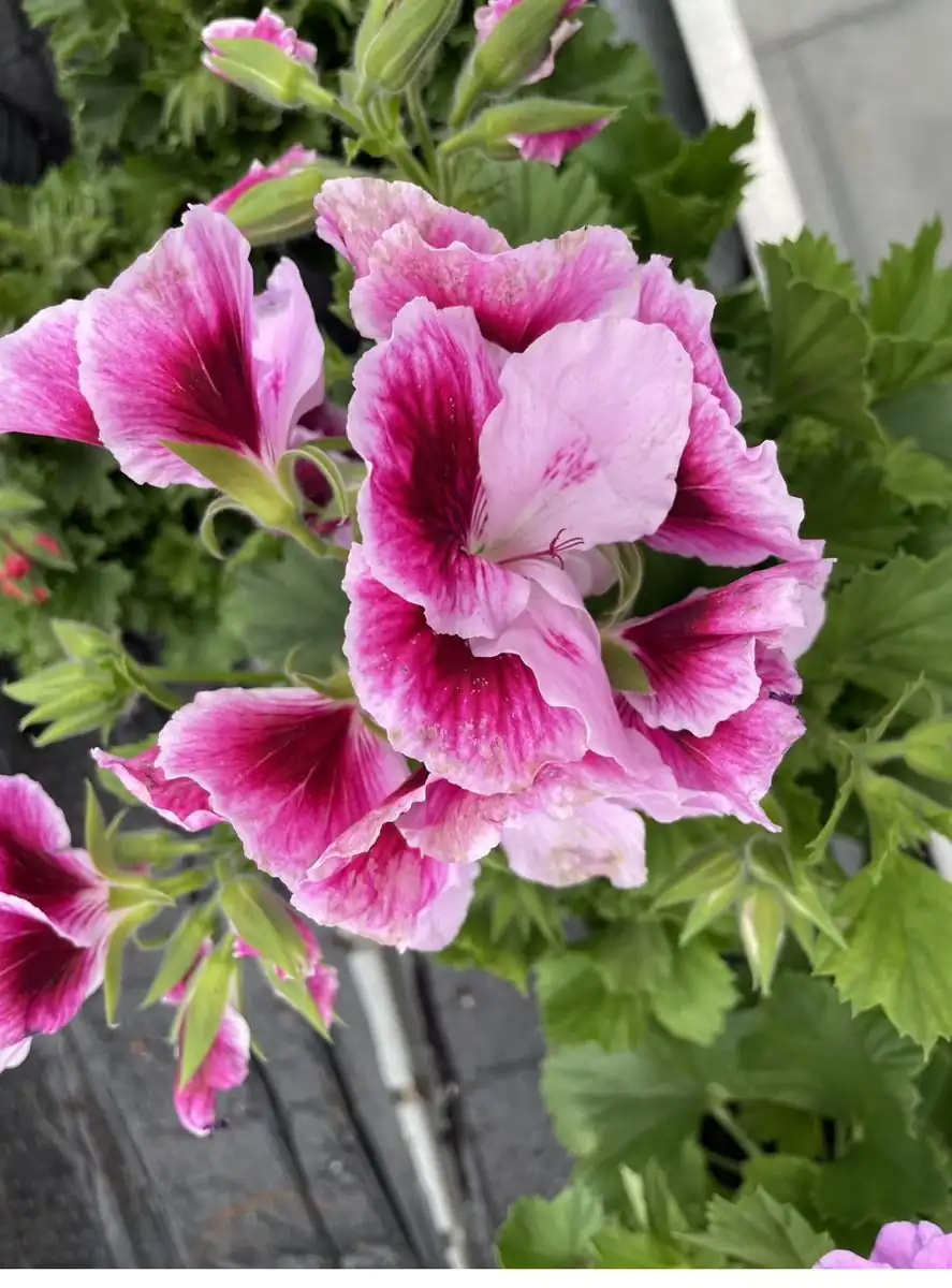 Geranium in flower
