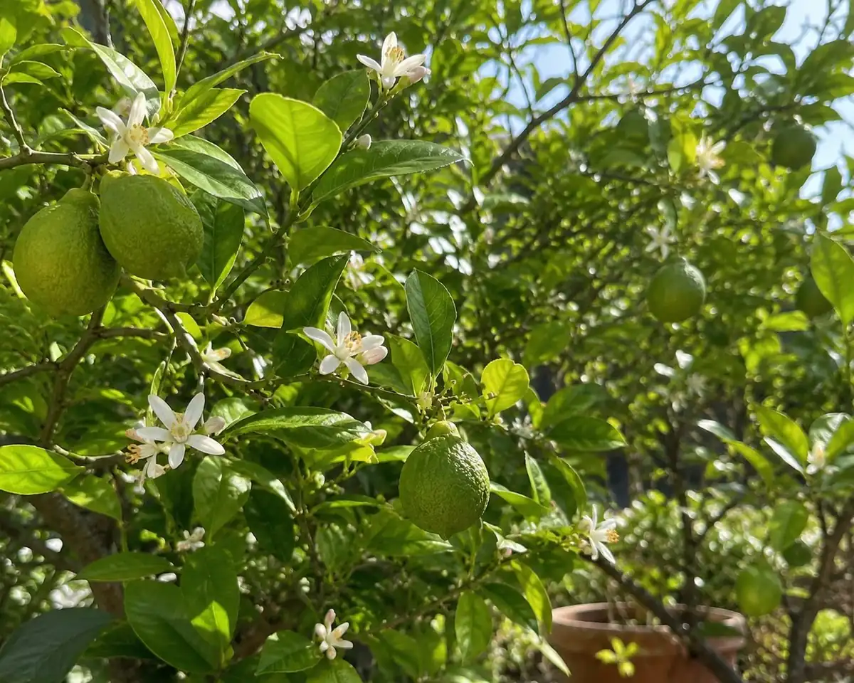 Bergamot fruit and blossom on the tree